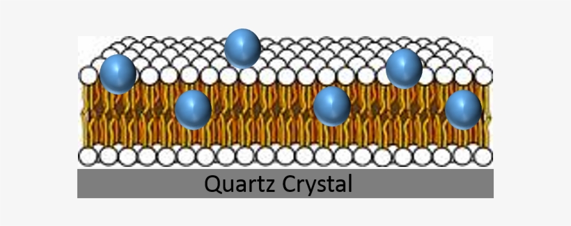 Nanoparticles Lipid Bilayer Quartz Crystal - Lipid Bilayer, transparent png download