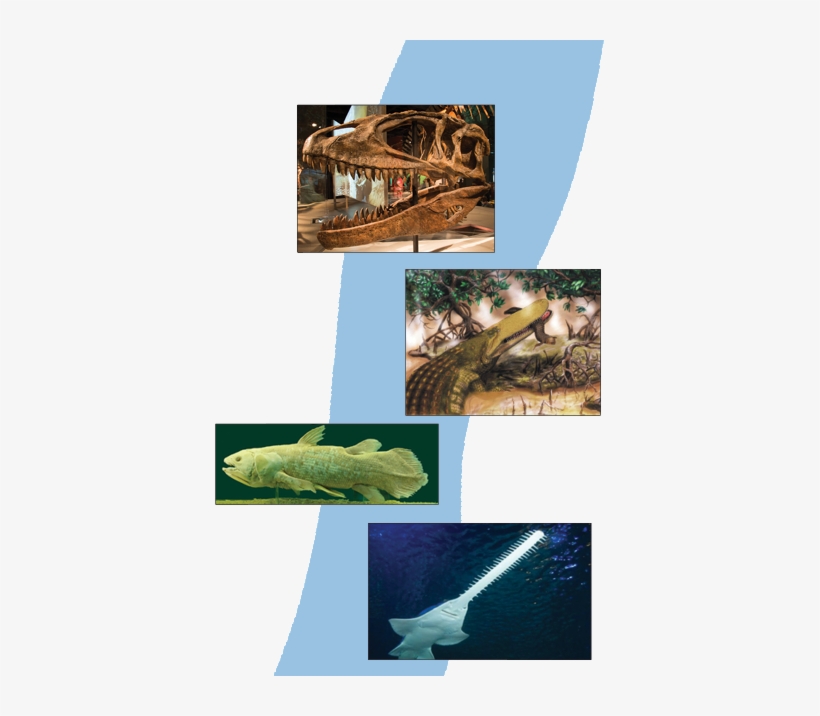 Ancient River Of Monsters - Rays And Skates, transparent png download