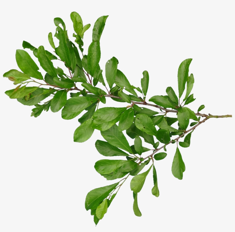 Branch Png, transparent png download