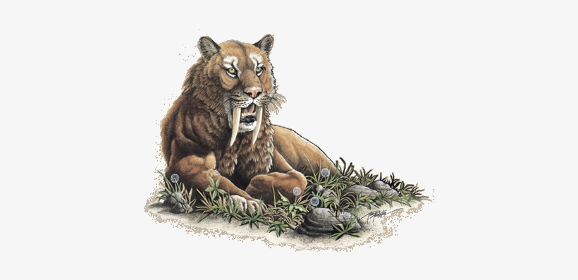 Wc182 Sabertooth Tig - Masai Lion, transparent png download
