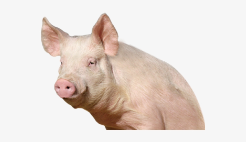Pig Png Free Download - Pig Png, transparent png download
