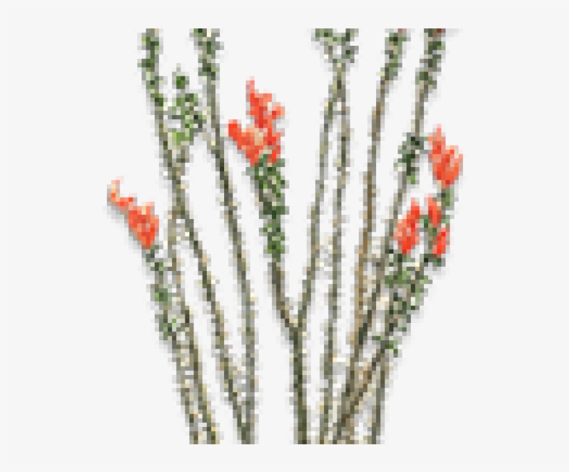 Desert Shrub Of Southwestern Us And Mexico Having Slender - Ocotillo Drawing, transparent png download