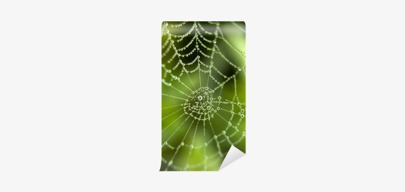 Spider Web, transparent png download