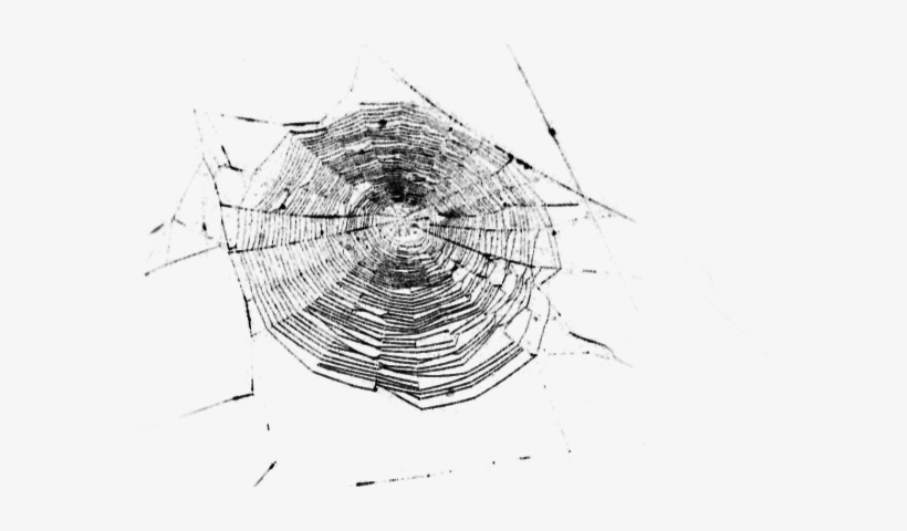 La Araña Blanca, Pequeña, De Un Milímetro O Menos, - Telarañas Blancas Png, transparent png download