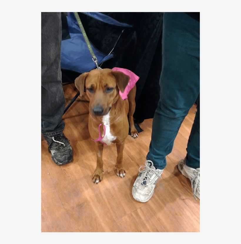 Canela Adopted To A Forever Home - Rhodesian Ridgeback, transparent png download