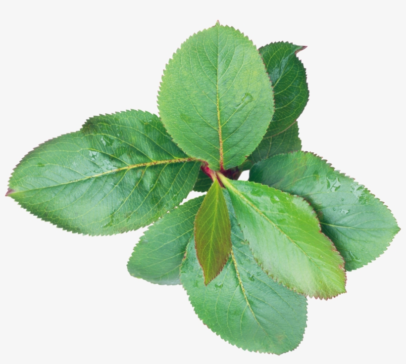 Green Leaves Png Image - Листья Пиона Png, transparent png download