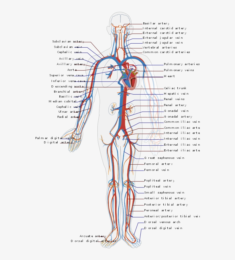 Circulatory System En - Circulatory System Diagram, transparent png download
