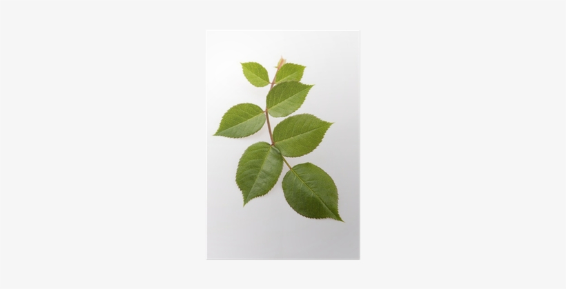 Photography, transparent png download