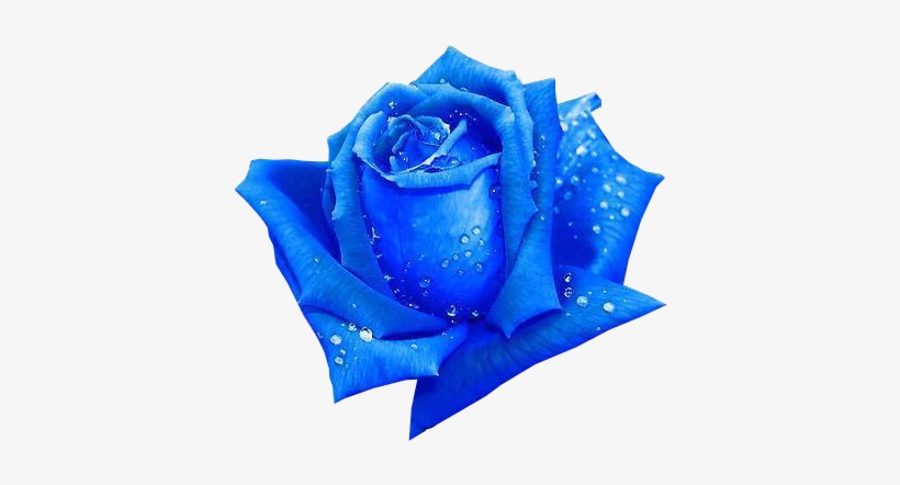 Sticker 134625804 30 Sticker 134625804 31 Sticker 134625804 - Beautiful Blue Rose Flowers, transparent png download