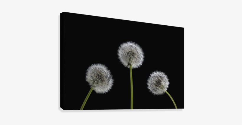 Dandelion Seeds Canvas Print - Dandelion Seeds Canvas Art - David Chapman Design, transparent png download