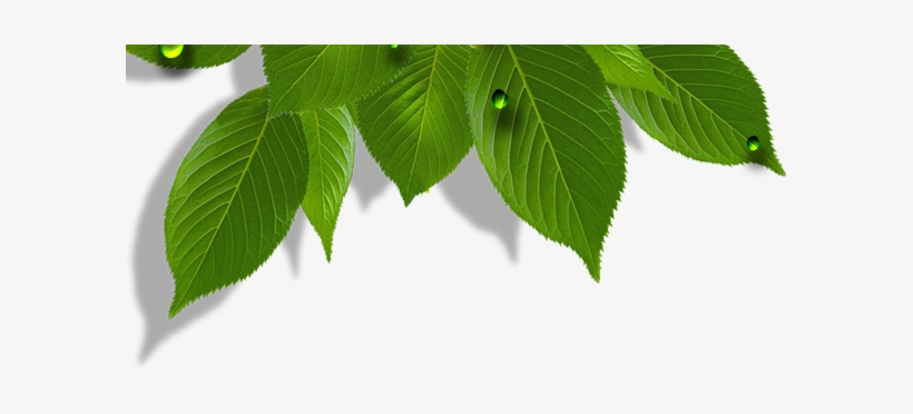 Information, transparent png download