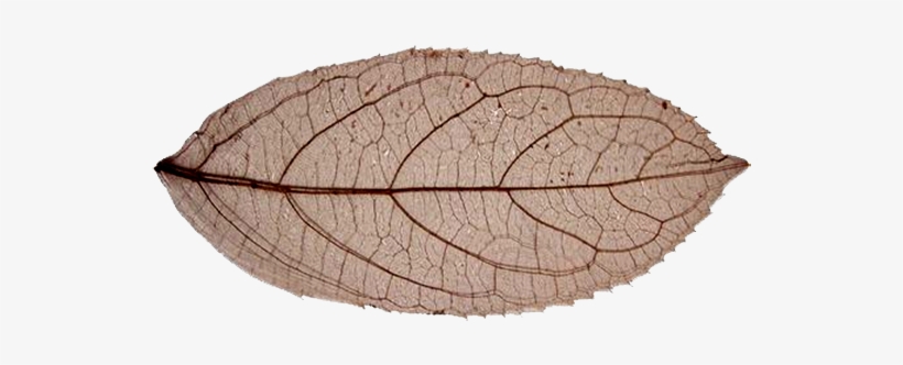 White Dented-leaf - Esqueleto De Folhas, transparent png download