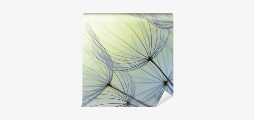 Dandelion Seed Wall Mural • Pixers® • We Live To Change - Dandelion Personal Checks, transparent png download