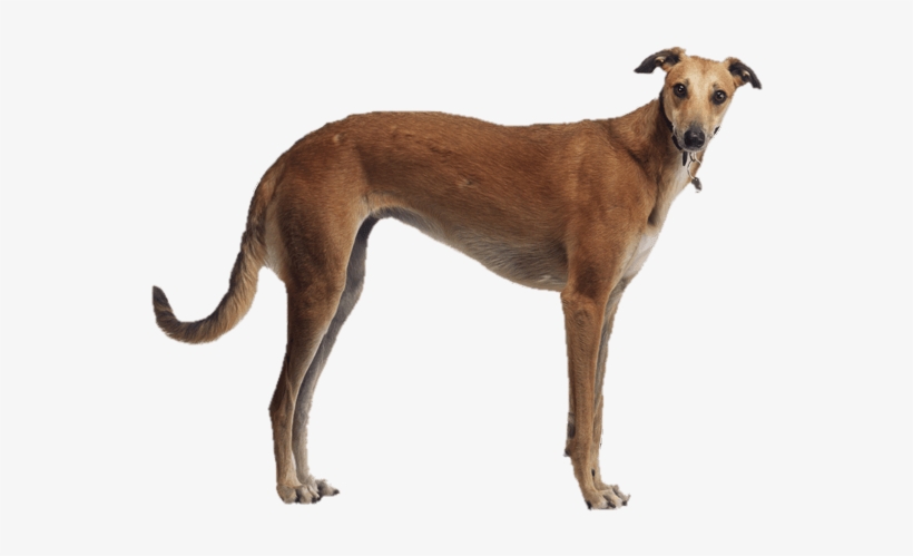 Brown Greyhound Side View - Spanish Greyhound, transparent png download
