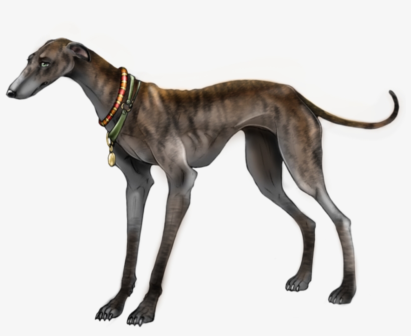 Greyhound Png - Борзая Png, transparent png download