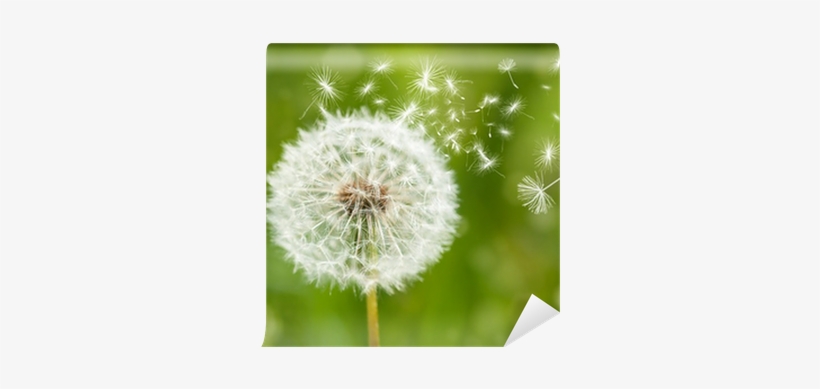 Dandelion With Flying Seeds Wall Mural - Lunch Napkins Dandelion, transparent png download