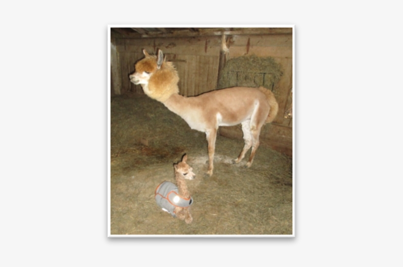Apple Blossom Alpaca Ranch - Ranch, transparent png download