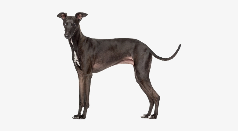 Known For Their Affection And Sensitive Nature, The - Jpeg, transparent png download