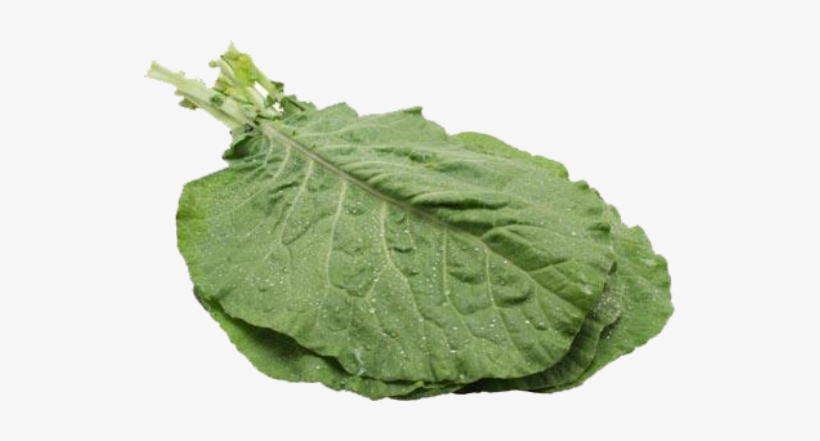 Couve Mineira Orgânica Mç - Folha De Couve Mineira, transparent png download