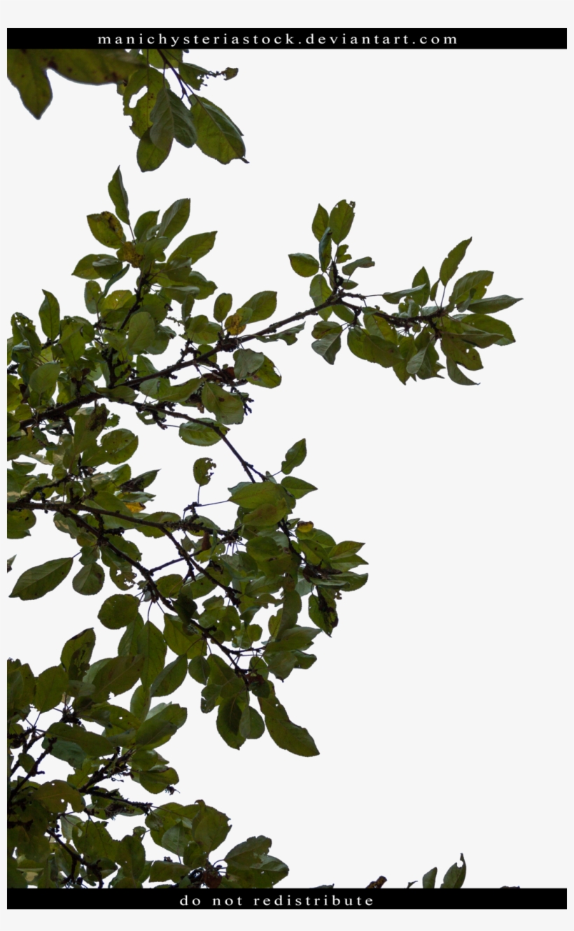7 Wallpapers - Apple, transparent png download