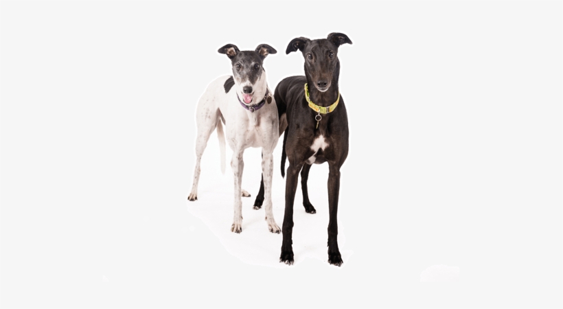 Looking For A Greyhound Puppy Or Dog In Aurora, Ohio - Greyhound, transparent png download