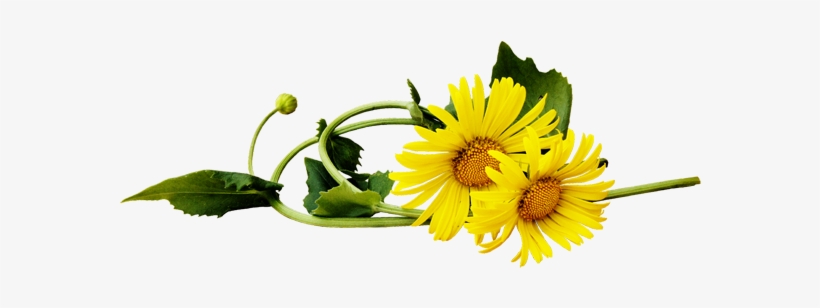 Dandelion Flowers - Желтые Ромашки Пнг, transparent png download