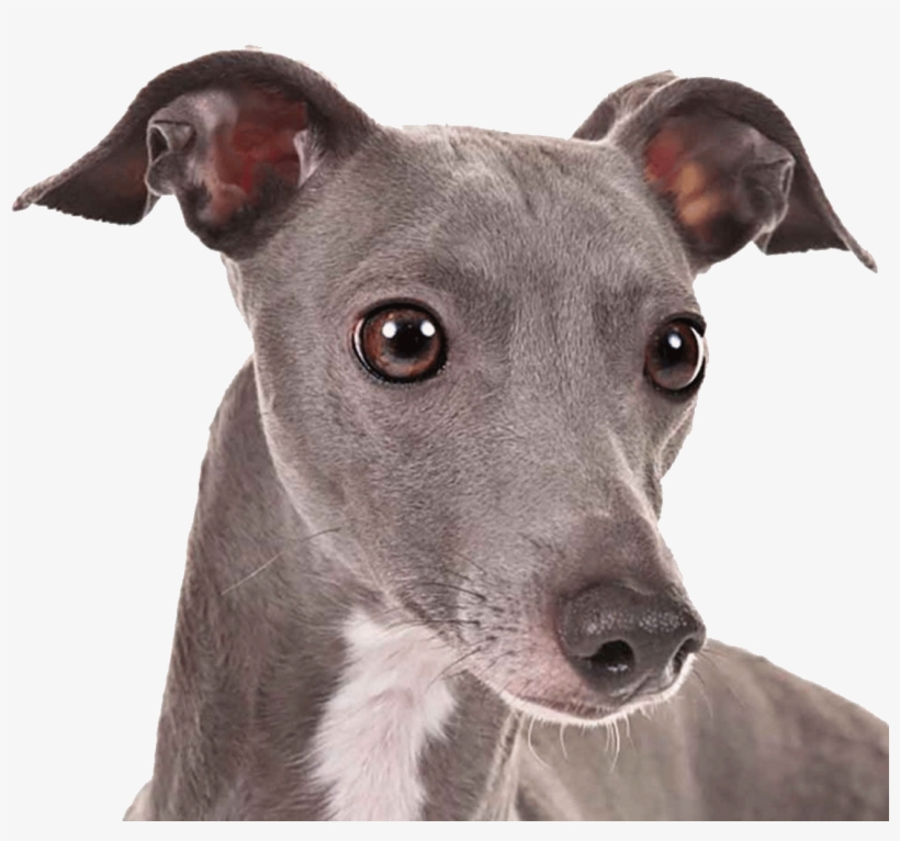 Sturdy & Elegant - Italian Greyhound, transparent png download