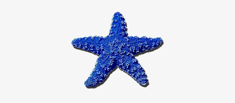 Navy Blue By - Blue Sea Star Png, transparent png download