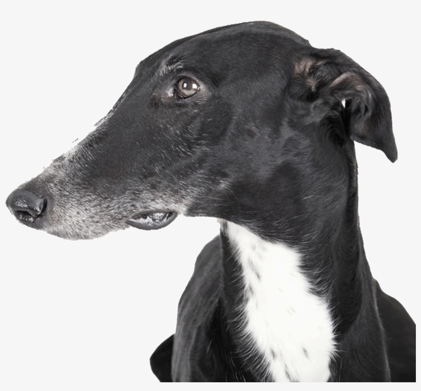 Brand New Colection - Greyhound, transparent png download