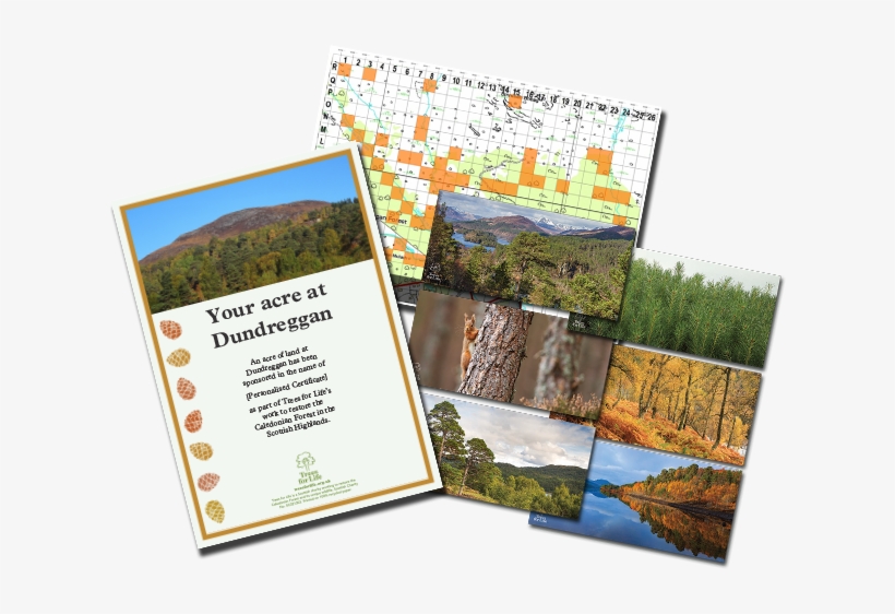 Woodland On The Estate And Provide Homes For Animals - Acre, transparent png download