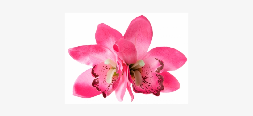 Lady Luck's Boutique Gigi Double Orchid Hair Clip Pink - Barrette, transparent png download