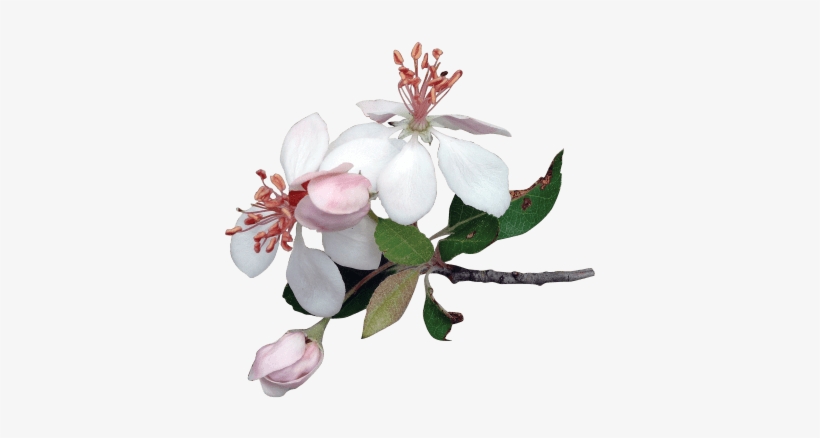 Flower Apple Png, transparent png download