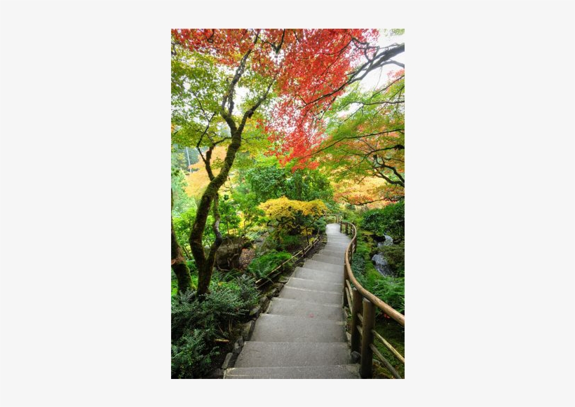 Red Autumn Trees Down Pathway - Butchart Gardens, transparent png download