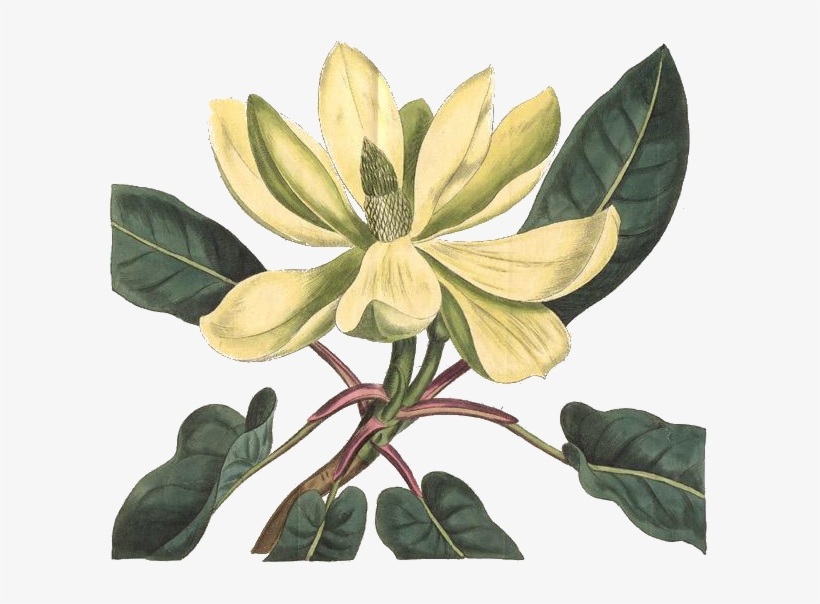 Magnolia Fraseri, transparent png download