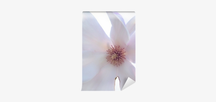 African Daisy, transparent png download
