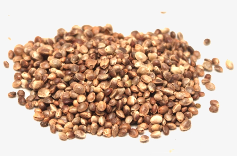 Hemp Seeds Png Picture - Hemp Oil, transparent png download