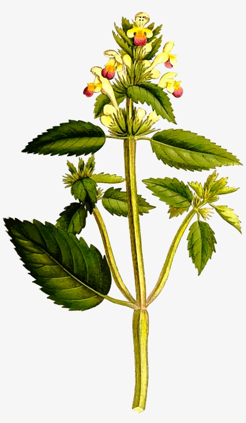 This Free Icons Png Design Of Hemp-nettle, transparent png download