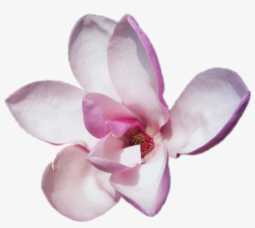 Magnolia Flowers Transparent Png - Tonka Beans, transparent png download