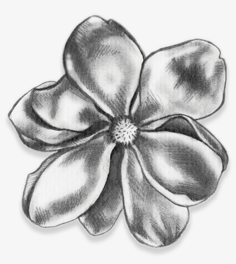 Adobe Illustrator, Adobe Indesign, Photoshop - Tagetes Patula, transparent png download