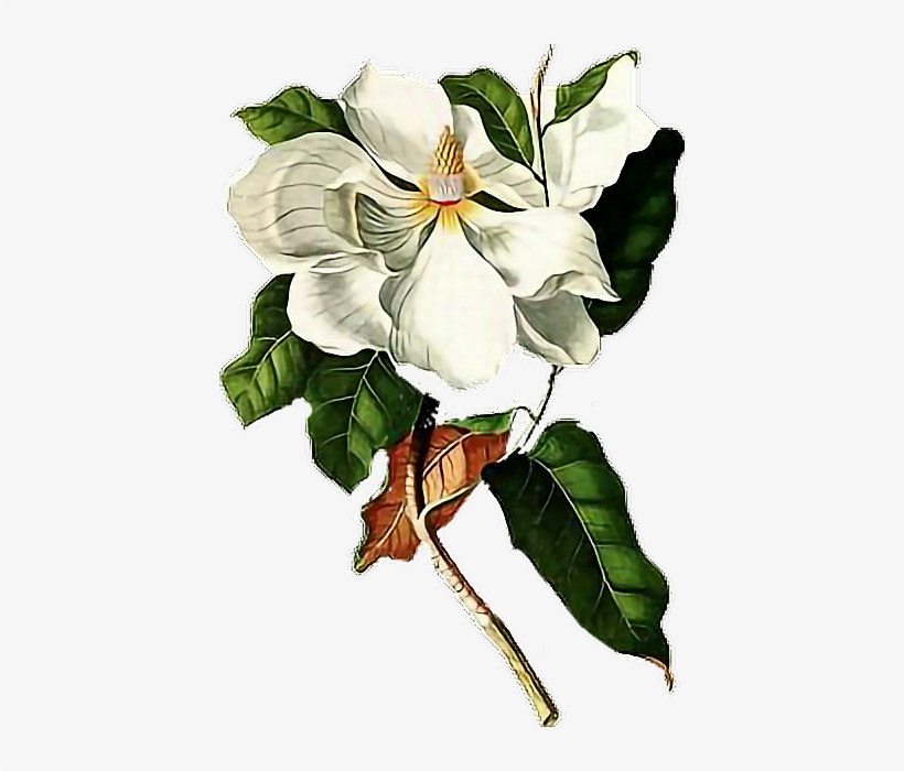 Magnolia Sticker - Boris Vian L Ecume Des Jours, transparent png download