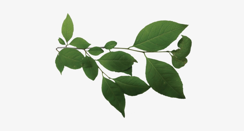 Louisiana State Arboretum State Preservation Area, transparent png download