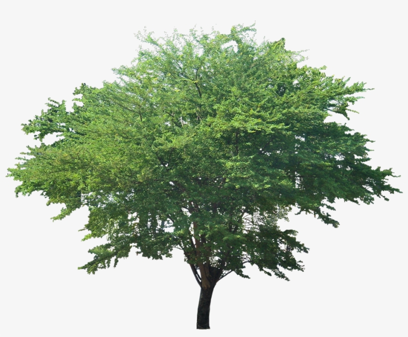 Pithecellobium Dulce - Pithecellobium Dulce Tree, transparent png download