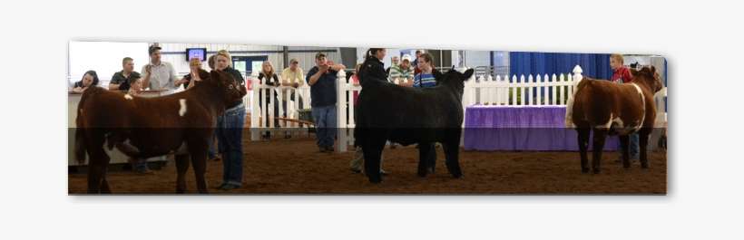 Empire State Beef Classic - Working Animal, transparent png download