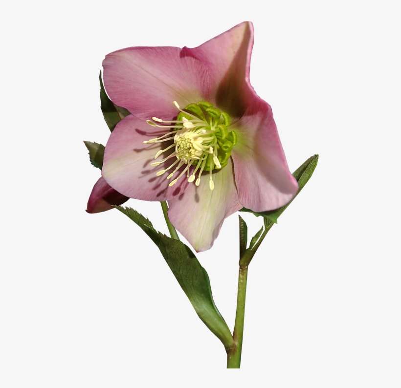 Flower, Stem, Pink Bloom, Garden, Plant, Nature - Flower, transparent png download