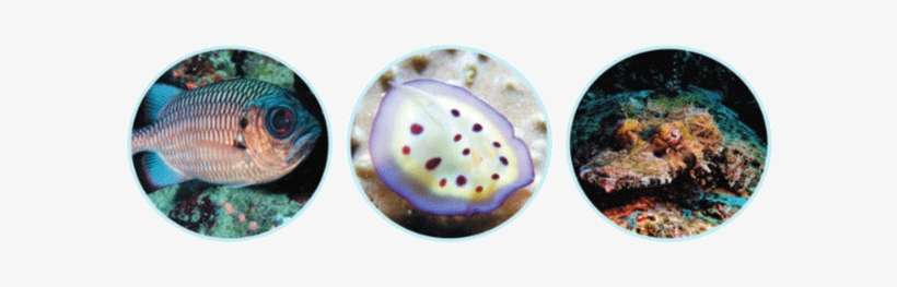 The Reef Has Also Hosted A Variety Of Macro Subjects - Freshwater Whipray, transparent png download