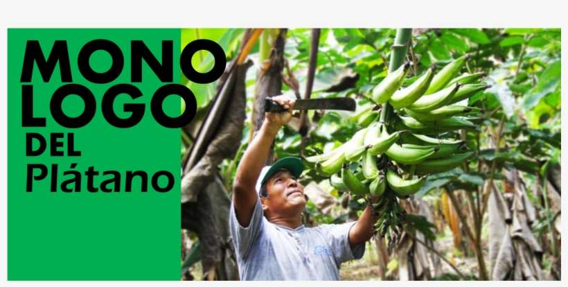 Monologo Del Platano - Junta De Castilla Y Leon, transparent png download