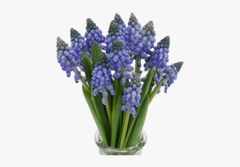 Flowers - Grape Hyacinth, transparent png download