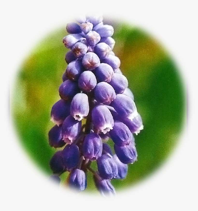 $11 - 00 - Grape Hyacinth, transparent png download