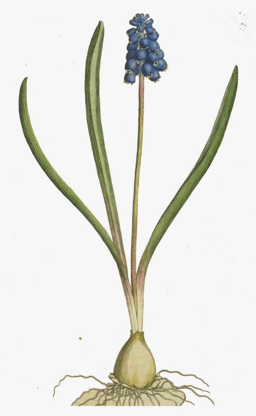 Grape Hyacinth Free Png Image - Grape Hyacinth Botanical Illustration, transparent png download