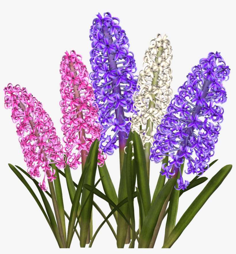 Hyacinth, transparent png download